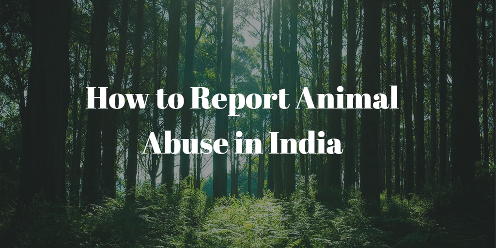 How to Report Animal Abuse in India?