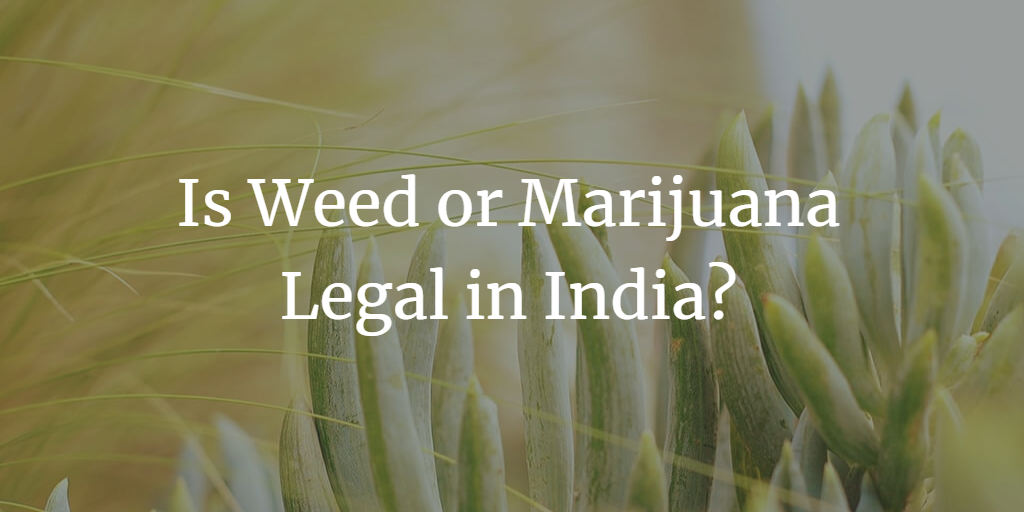 Is Weed or Marijuana Legal in India?